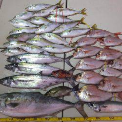 Hit Rush(ヒット ラッシュ) 釣果