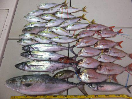 Hit Rush(ヒット ラッシュ） 釣果…