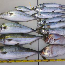 Hit Rush(ヒット ラッシュ） 釣果