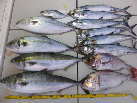 Hit Rush(ヒット ラッシュ） 釣果…