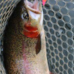 小菅トラウトガーデン 釣果