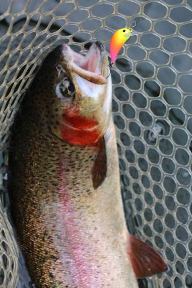 小菅トラウトガーデン 釣果