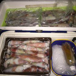 幸風（さちかぜ） 釣果