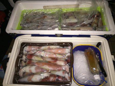 幸風（さちかぜ） 釣果