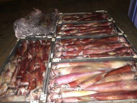 幸風（さちかぜ） 釣果