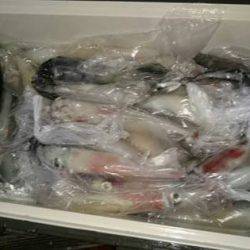 寿裕 （YOSHIHIRO） 釣果