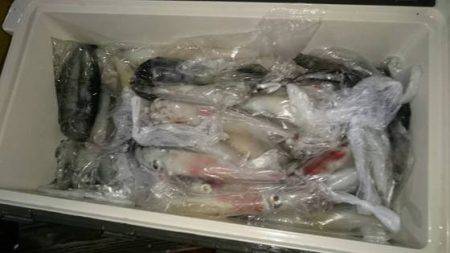 寿裕 （YOSHIHIRO） 釣果