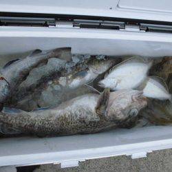 大進丸(新潟) 釣果