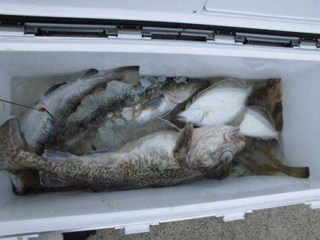 大進丸(新潟) 釣果