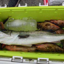 大進丸(新潟) 釣果