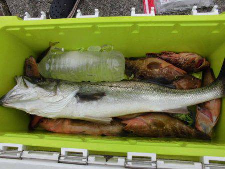 大進丸(新潟) 釣果