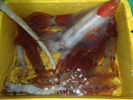 第二むつ漁丸 釣果