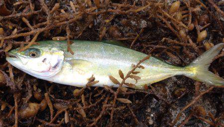 ボウズではない