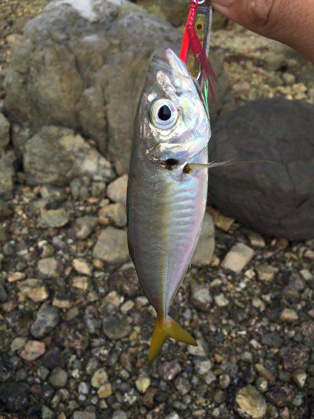 お手軽ショアスロー