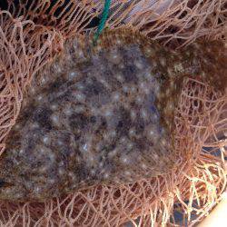 ボウズではない