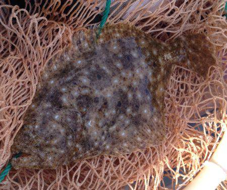 ボウズではない