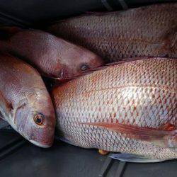 遊漁船 新鋭丸 釣果