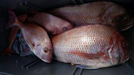 遊漁船 新鋭丸 釣果