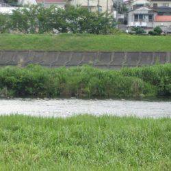 狩野川（狩野川漁業協同組合） 釣果