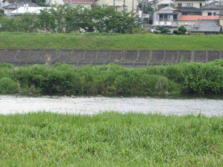 狩野川（狩野川漁業協同組合） 釣果