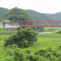 狩野川（狩野川漁業協同組合） 釣果