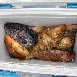 大進丸(新潟) 釣果