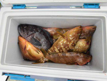 大進丸(新潟) 釣果