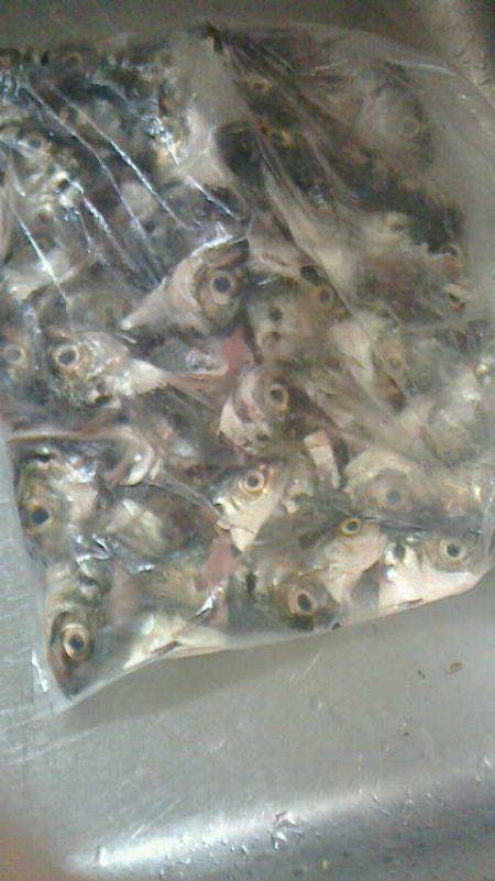 おぉ？違う魚？