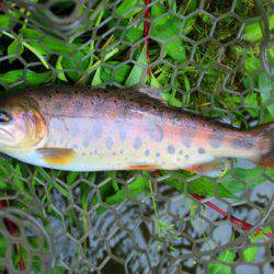 小菅トラウトガーデン 釣果