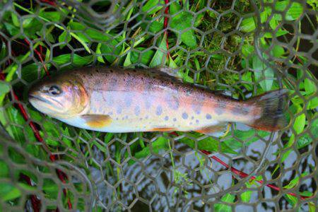 小菅トラウトガーデン 釣果