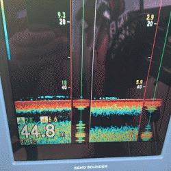 遊漁船ブルーウッズ 釣果