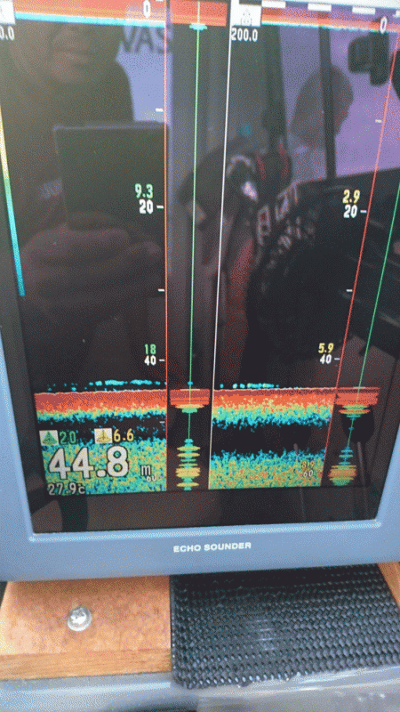 遊漁船ブルーウッズ 釣果