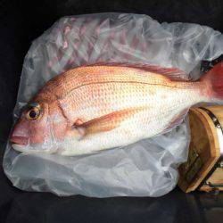 大進丸（新潟） 釣果