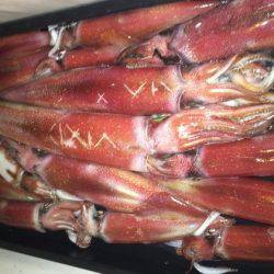 幸風（さちかぜ） 釣果