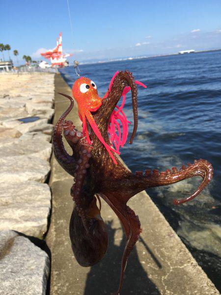 タコからまさかの獲物