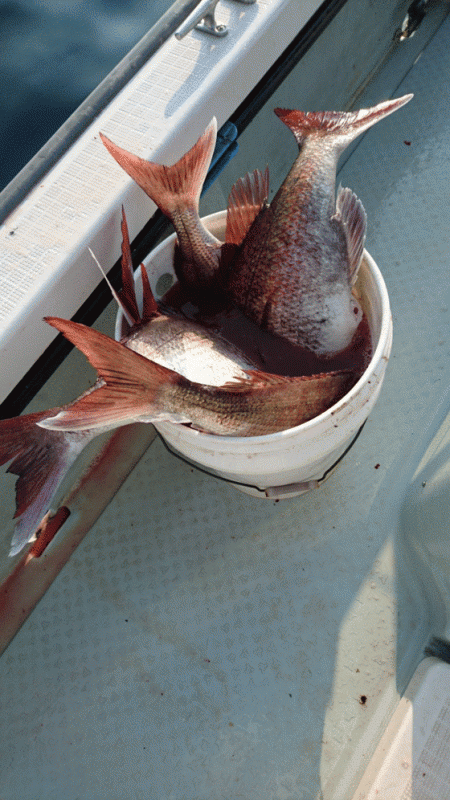 遊漁船ブルーウッズ 釣果