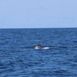 へいみつ丸 釣果