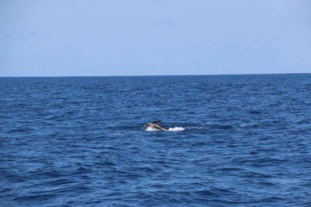 へいみつ丸 釣果