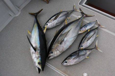 へいみつ丸 釣果