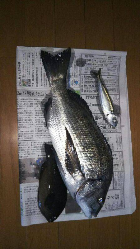 大磯港台風後クロダイ