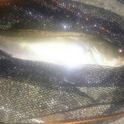 シーバスリベンジ♪