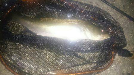 シーバスリベンジ♪