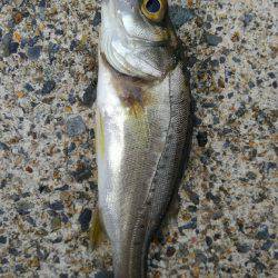 メバダート１インチ使う(笑)。