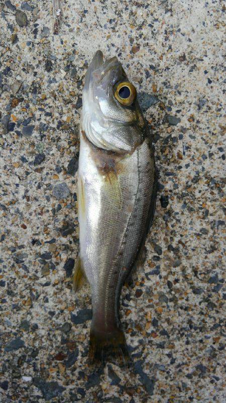 メバダート１インチ使う(笑)。