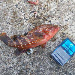 久しぶりのキジハタ