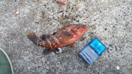 久しぶりのキジハタ