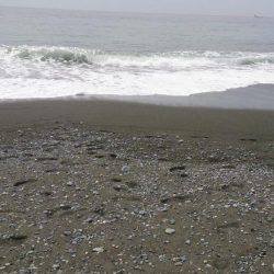 サーフでショアジギング！