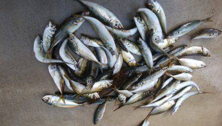 太刀魚からの鯵釣り