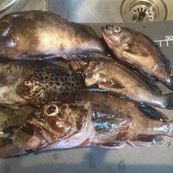 アコウ釣りたいー