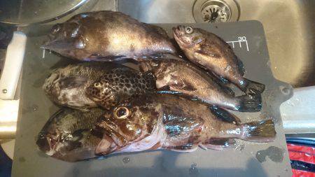 アコウ釣りたいー